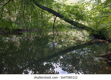 Fallen trees in the forest river