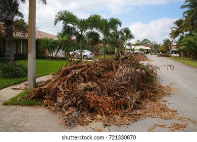 Fallen Trees Line Neighborhood Street In Boca Raton, Florida After Hurricane Irma