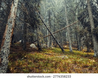Fallen trees in the middle of the forest 