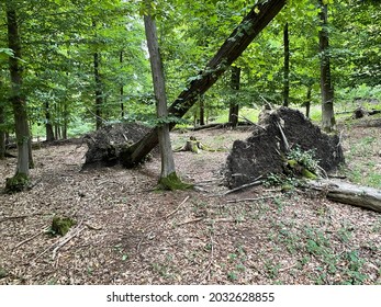 Fallen Trees In The Nature Reserve Litovelske Pomoravi. Oaks Are Overturned By Strong Stom Wind. Forest Is Close To Morava River And Mohelnice Town In Czech Republic. Dry Branches And Leaves Are There