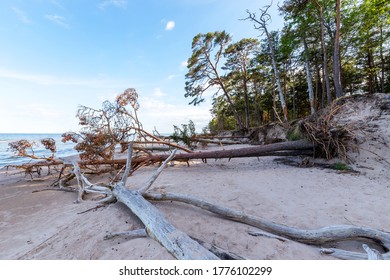 Fallen Trees On The Sandy Seashore.Latvia. Cape Kolka.