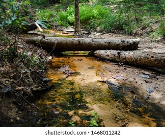 Fallen Trees Over Creek In The Sam Houston National Forest 