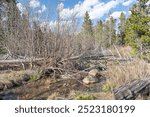 Fallen trees over a river flowing into Sprague Lake in Rocky Mountain National Park, Colorado, USA