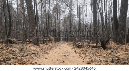 fallen trees in a park with tall pines near a path strewn with yellow needles in late autumn after rain