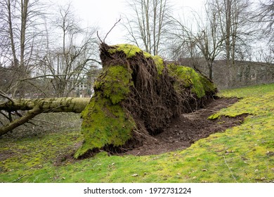 Fallen Trees In A Residential Neighborhood After Severe Storm.