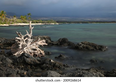 Fallen Trees And Sea On Waikoloa Beach, Hawaii