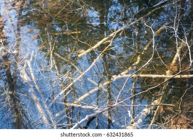 Fallen trees in a shallow pond under a pond with forest reflection 