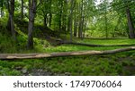 fallen trees in spring park