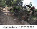Fallen trees and streams 
