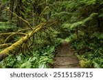 Fallen Trees Surround Broken Boardwalk On Spur Trail Through The Carbon River Area Of Mount Rainier National Park