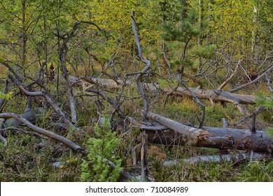 fallen trees in the woods