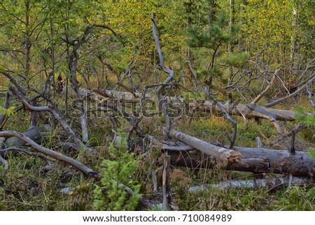 fallen trees in the woods