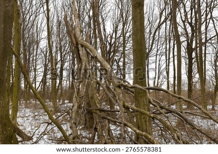 ​A fallen trunk of an old tree lies amidst a dense deciduous forest covered with remnants of melting snow in early spring. Broken branches and twisted wood create a dramatic landscape,