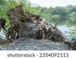 Fallen trunk old tree on the picturesque lake. Big snag in the green lakeshore. Plant has rotted over time and broken. Decomposition and destruction of tree in long time. Lush foliage and dense grove.