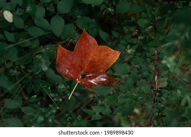 Fallen Tulip Poplar Leaf In A Bush