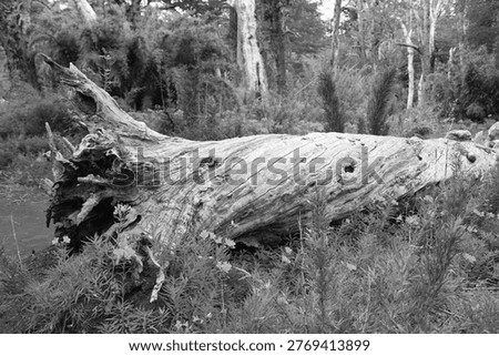 Fallen Weathered Tree Trunk Lying In Forest Undergrowth Near Currarhue, Chile.