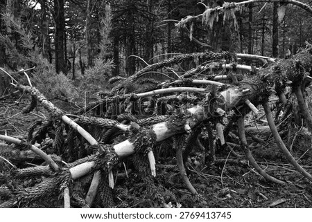 Fallen Windblown Tree With Exposed Roots And Moss In A Dense Forest Near Currarhue, Chile