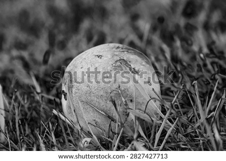 Fallen windfall apple on grass ground level macro monochrome - A detailed black and white close up photograph of a single textured apple resting on a lawn of dense grass blades during an autumn harvest cycle.