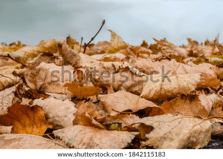 fallen withered brown dry linden leaves and gray sky