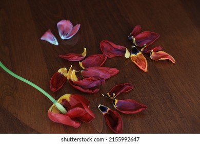 Fallen And Withered Petals Of Red Tulips And A Flower Stem On A Natural Brown Wood Table Surface.