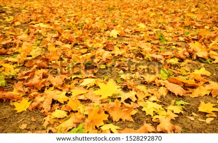 Fallen yellow and dry maple leaves on the ground, selective focus