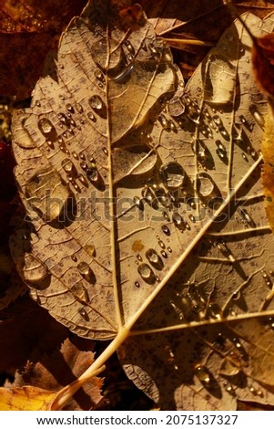 Similar – Image, Stock Photo After the rain Plant Earth