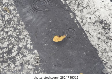 A fallen yellow leaf on puddle . Raindrops on a puddle of water on a road crossing.