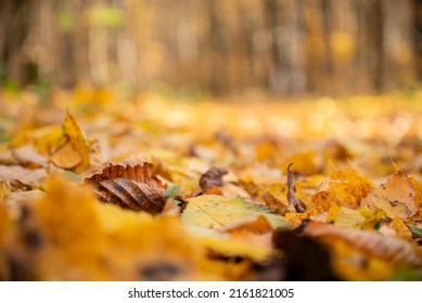 fallen yellow leaves covering footpath in autumnal forest close up, selective focus