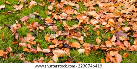 Fallen yellow leaves lay over grass in park or garden. Orange, yellow and red autumn leaves in fall park. Green grass and fallen leaves. Lawn - grass with leaves - autumn background.