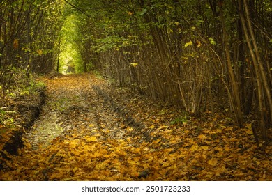 Fallen yellow leaves on a wet dirt road in a dense forest, autumn day, eastern Poland - Powered by Shutterstock