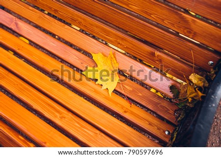 A fallen yellow maple leaf on a wooden bench in the park. Autumn season.
