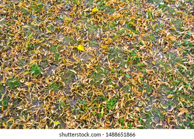 Fallen yellowed flowers of linden tree on lawn with little green grass. Medicinal linden dry flowers cover ground - Shutterstock ID 1488651866