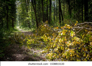 Fallen young birch tree blocking the path in the forest