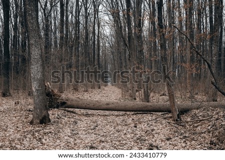 A fallen young tree in the forest blocks the road. Obstacle on the forest path. Falling trees in the forest