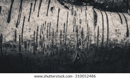 FallenTree