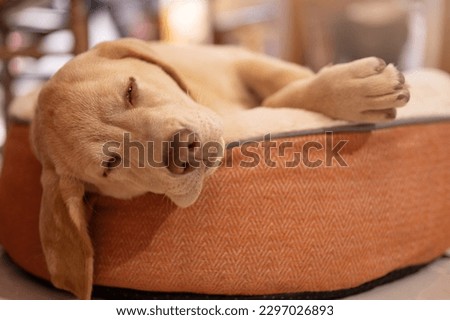 Falling asleep labrador dog on blurred house background