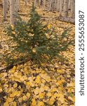 Falling aspen leaves decorate a miniature Christmas tree in Lockett Meadow.