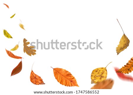 Falling autumn foliage isolated on white. Autumn leaves falling to the ground. Autumn leaves falling and spinning 