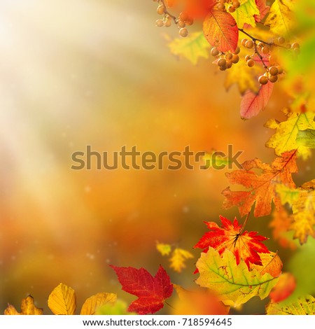 Image, Stock Photo Golden autumn season concept