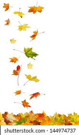 Falling Autumn Leaves Isolated On White Background.