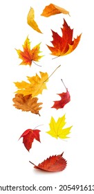 Falling autumn leaves. Red and yellow tree leaves in the air isolated on white background