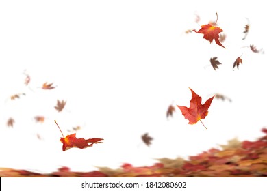 Falling Autumn Leaves with White Background. - Powered by Shutterstock