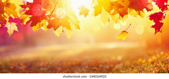 Falling Autumn Maple Leaves Natural Colorful Background