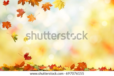 Falling autumn maple leaves natural background .Colorful foliage 