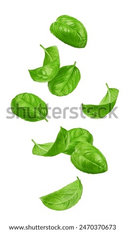 Falling basil, isolated on white background, clipping path, full depth of field