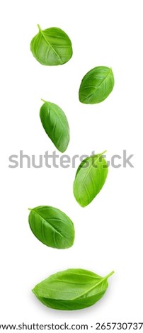 Falling Basil Leaves Isolated on White Background.