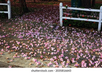 The falling beautiful pink trumpet flowers  were on the pavement floor. - Powered by Shutterstock