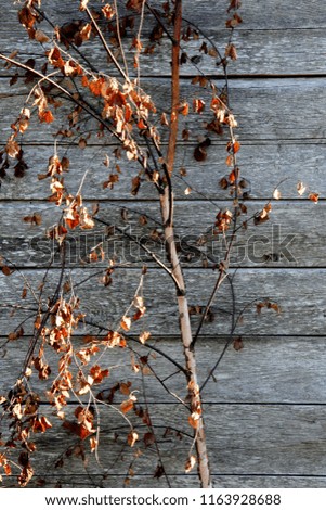 Similar – Foto Bild Carport Deko Leben Sonne