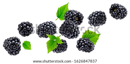 Falling blackberry isolated on white background with clipping path