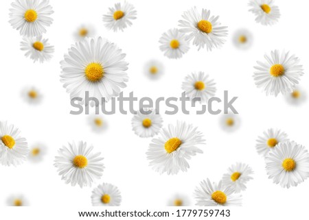 Falling chamomile isolated on white background, selective focus